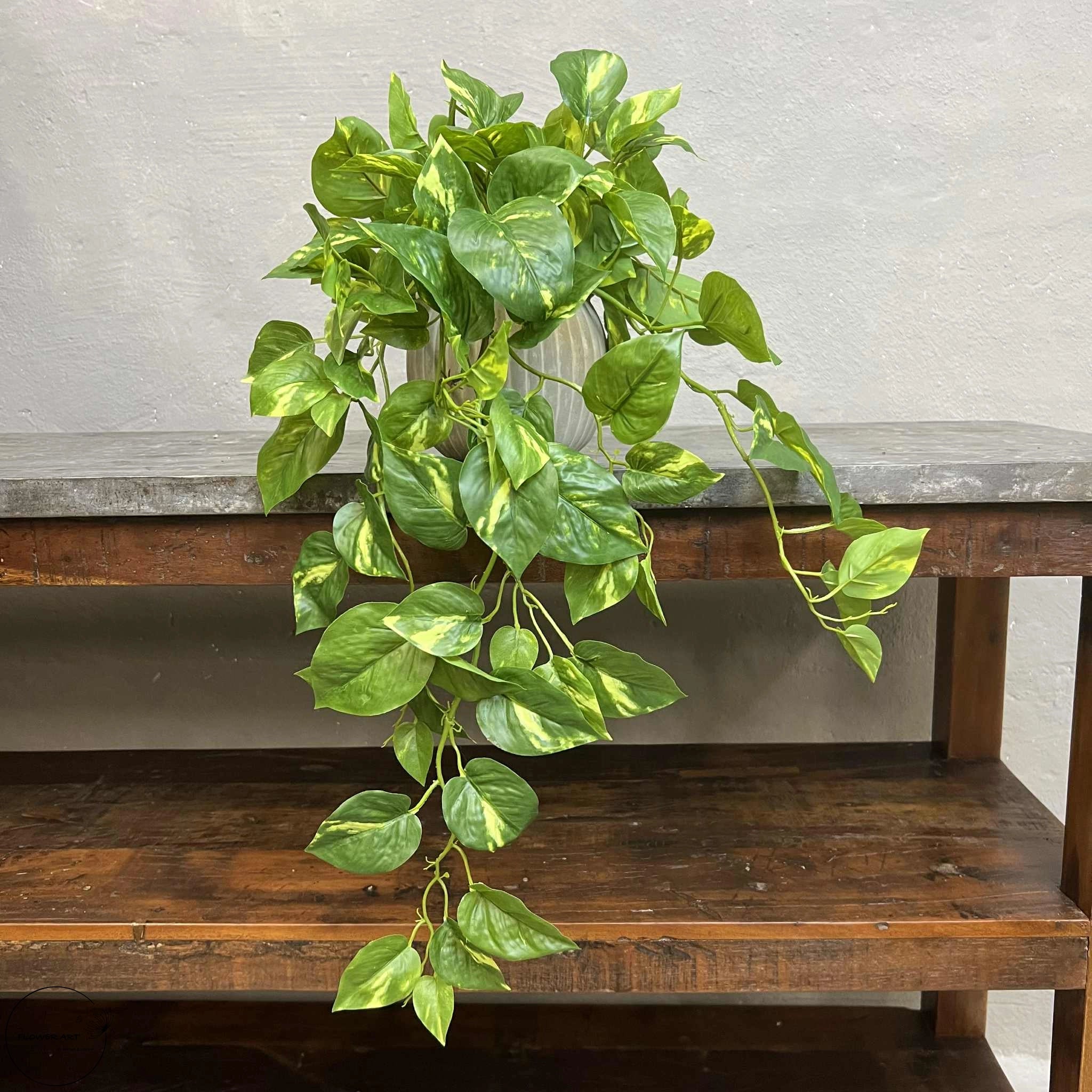 Lille Broget Guldranke