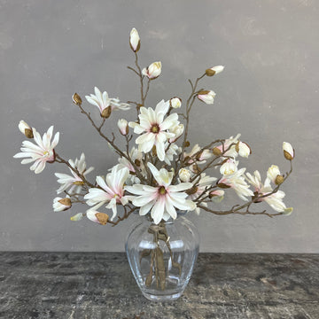 Japanske Magnolia - Rosa