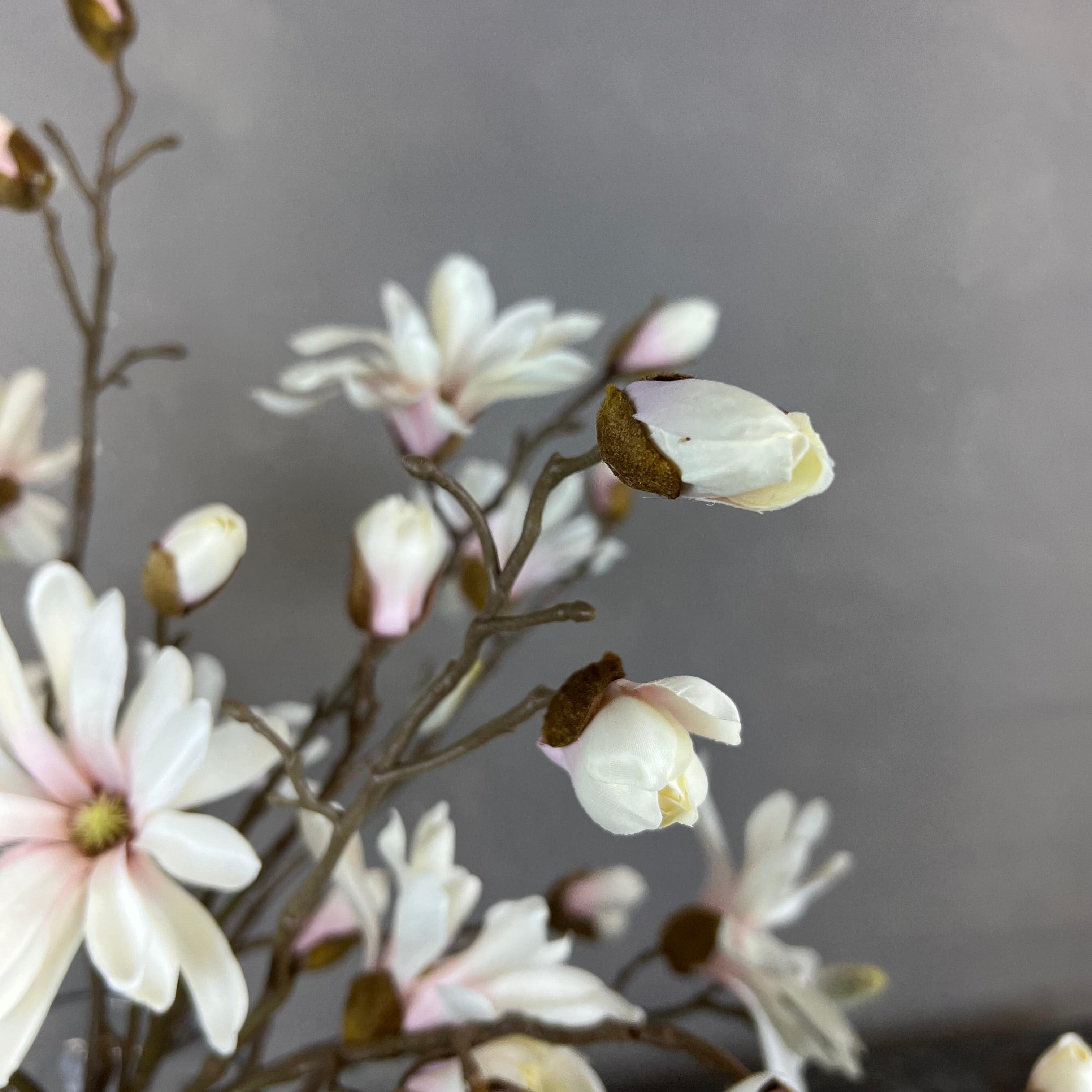 Japanske Magnolia - Rosa