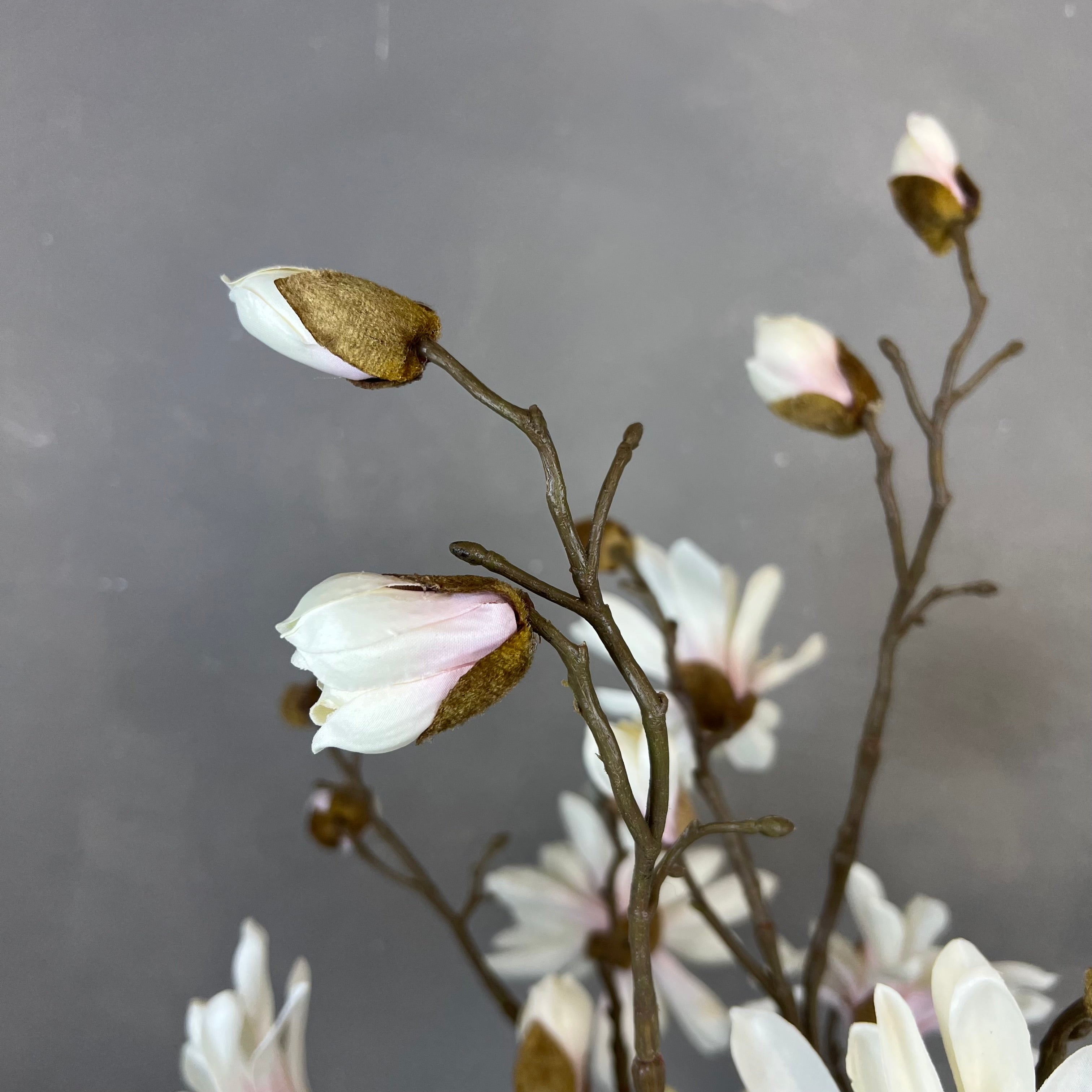 Japanske Magnolia - Rosa