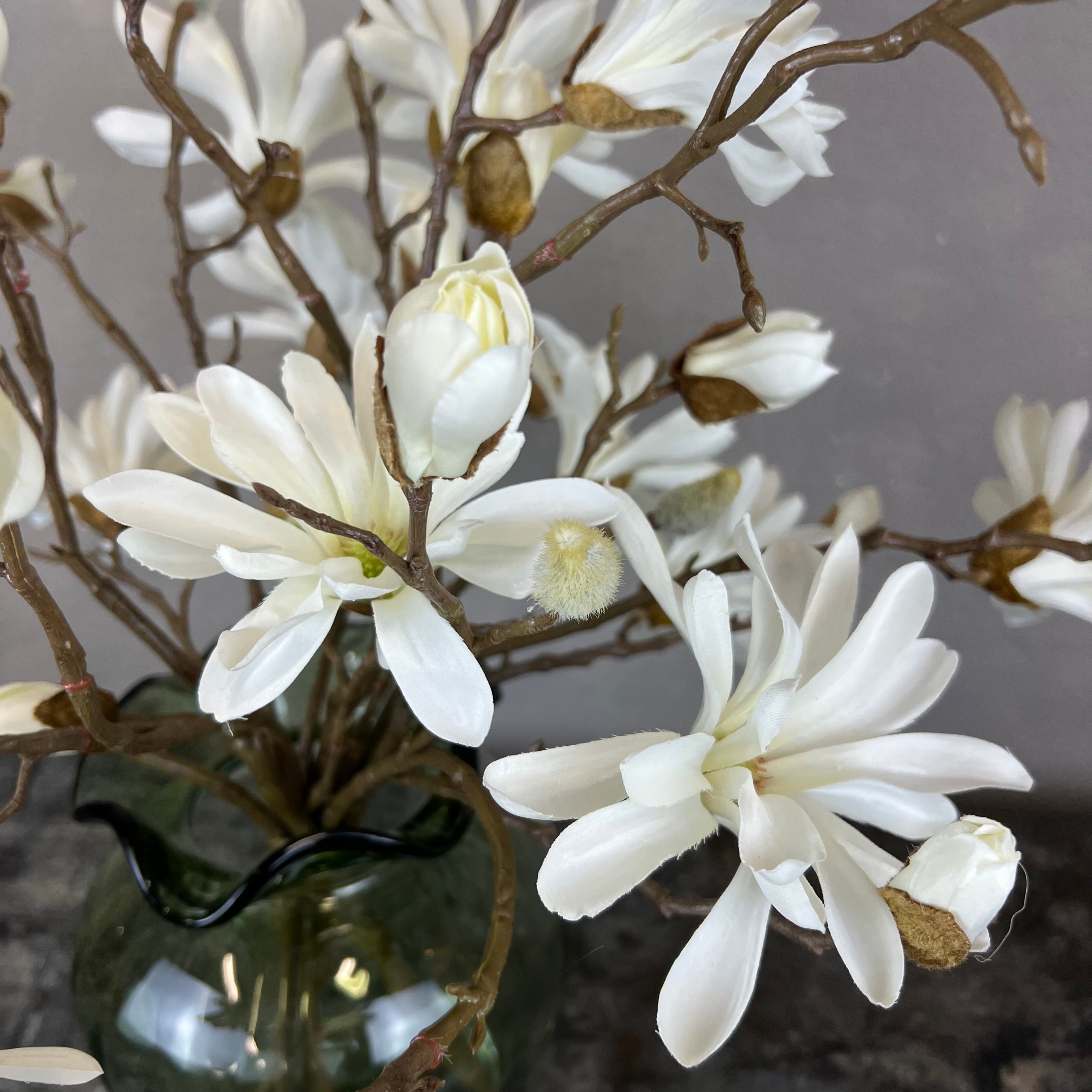 Japanske Magnolia - Hvid