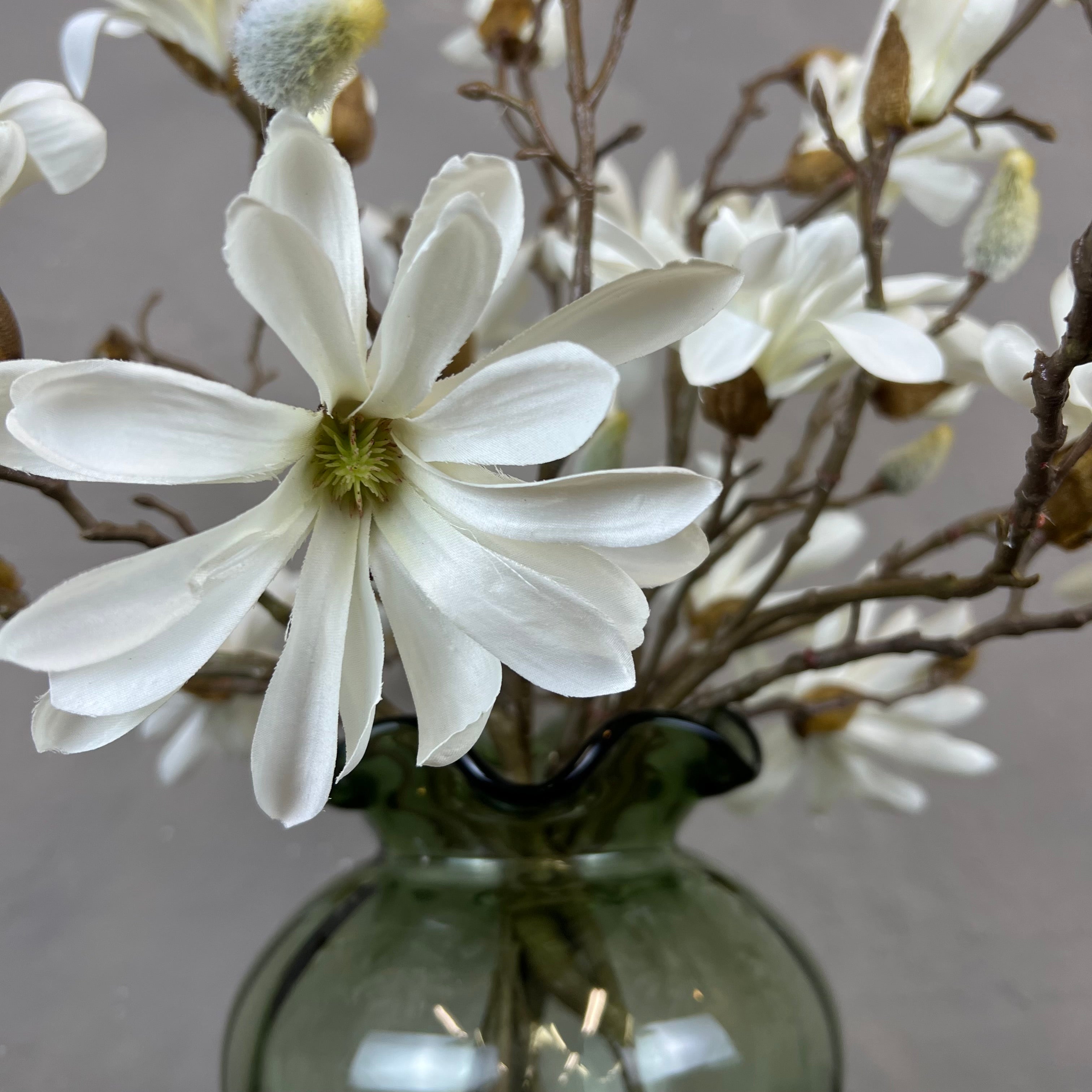 Japanske Magnolia - Hvid