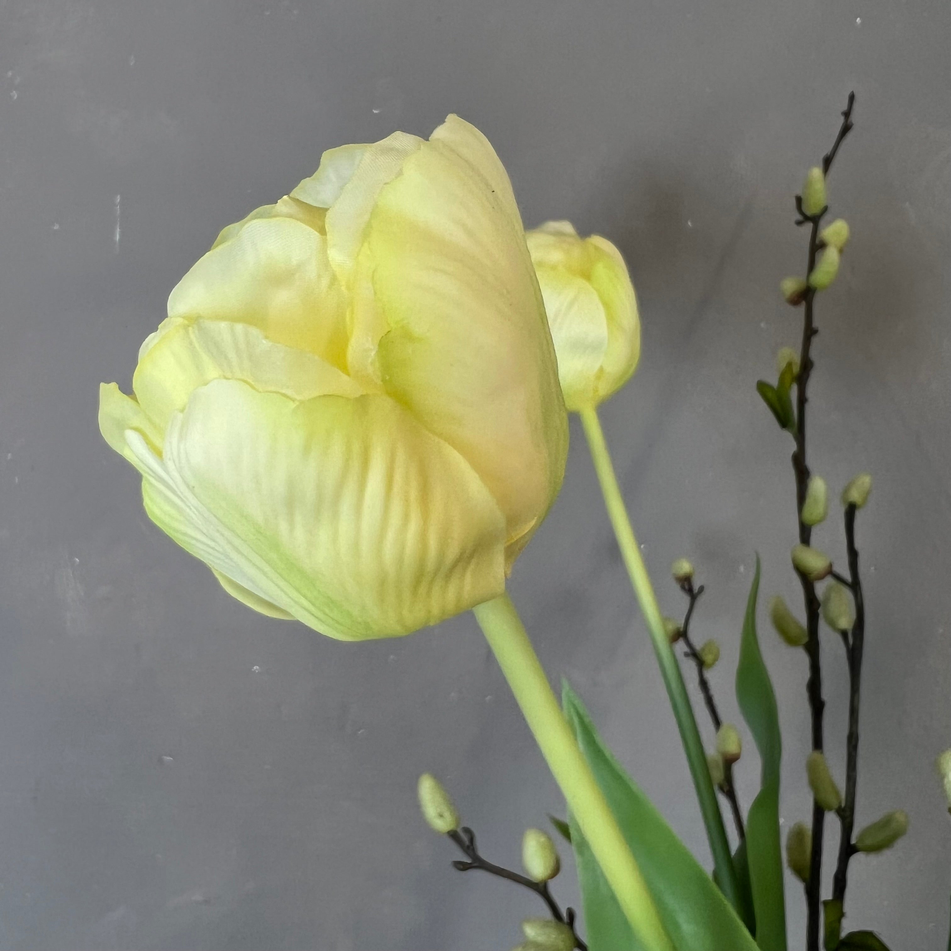 Creme Gul Tulipan