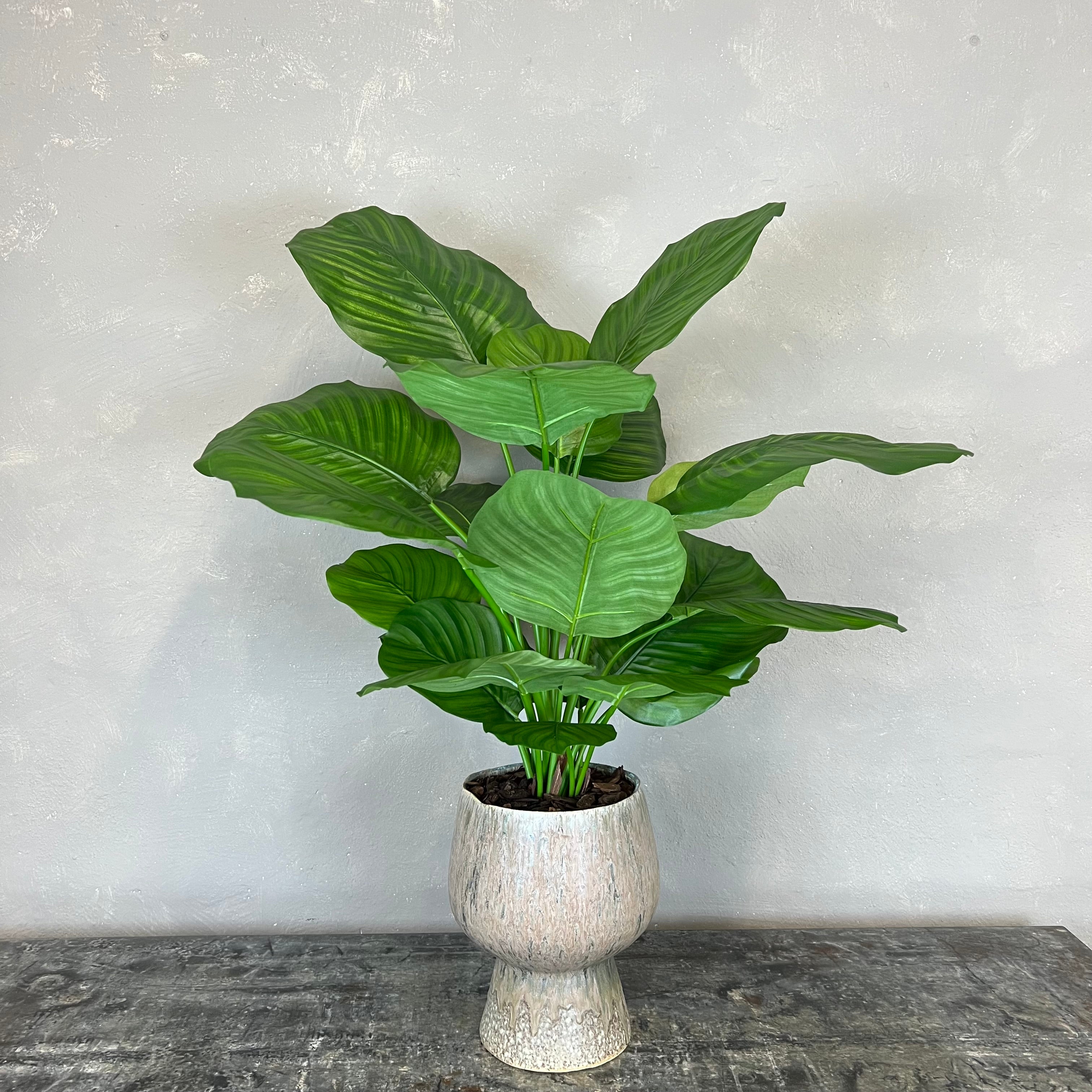 Calathea Fasciata