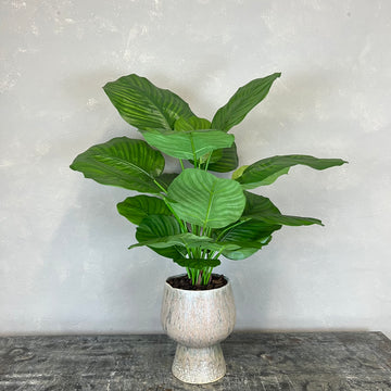 Calathea Fasciata