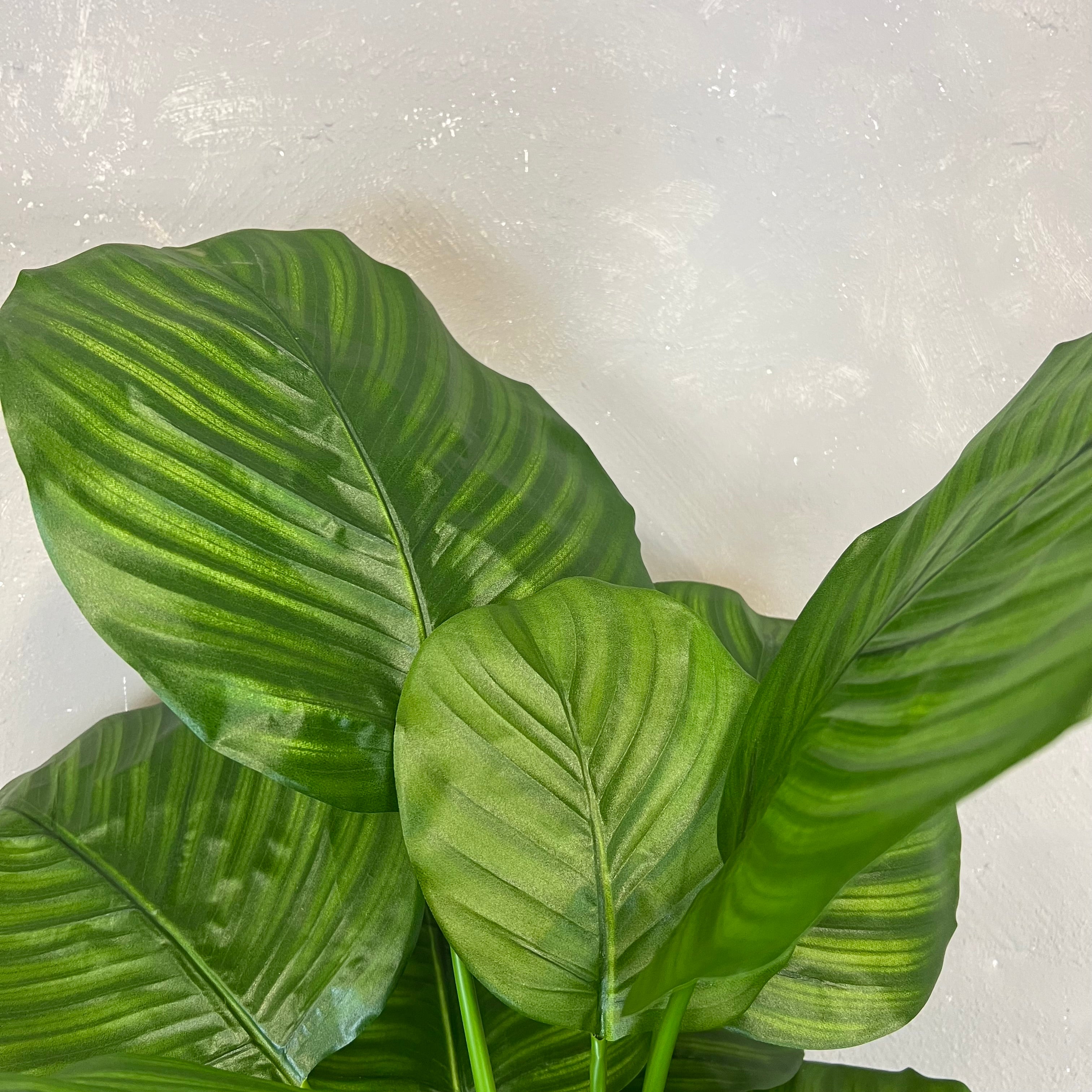 Calathea Fasciata