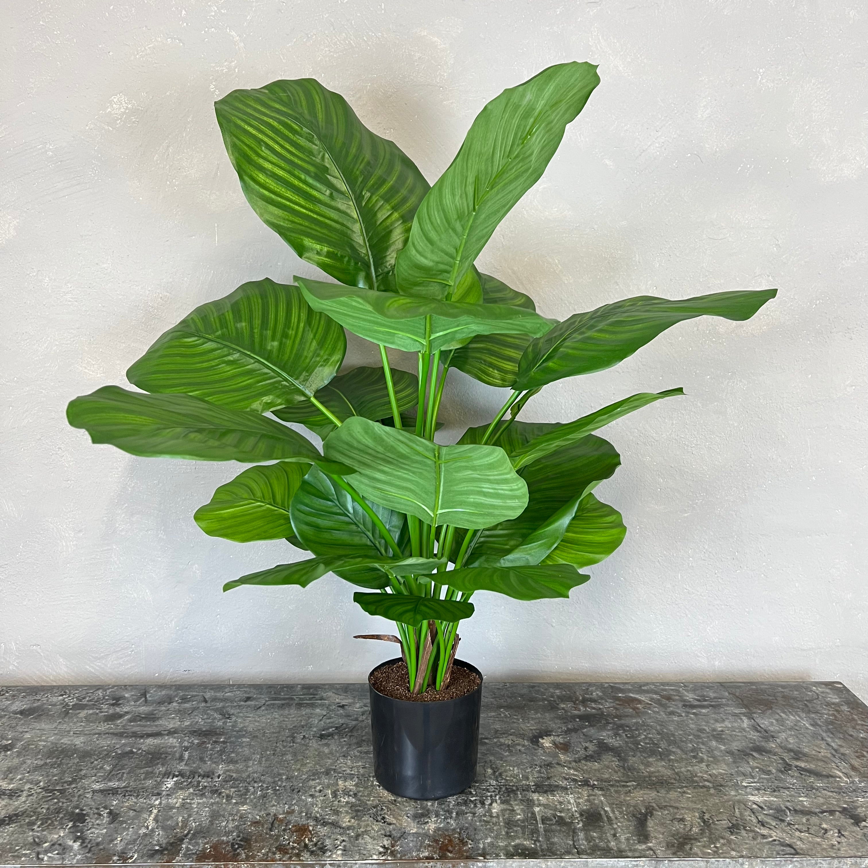 Calathea Fasciata
