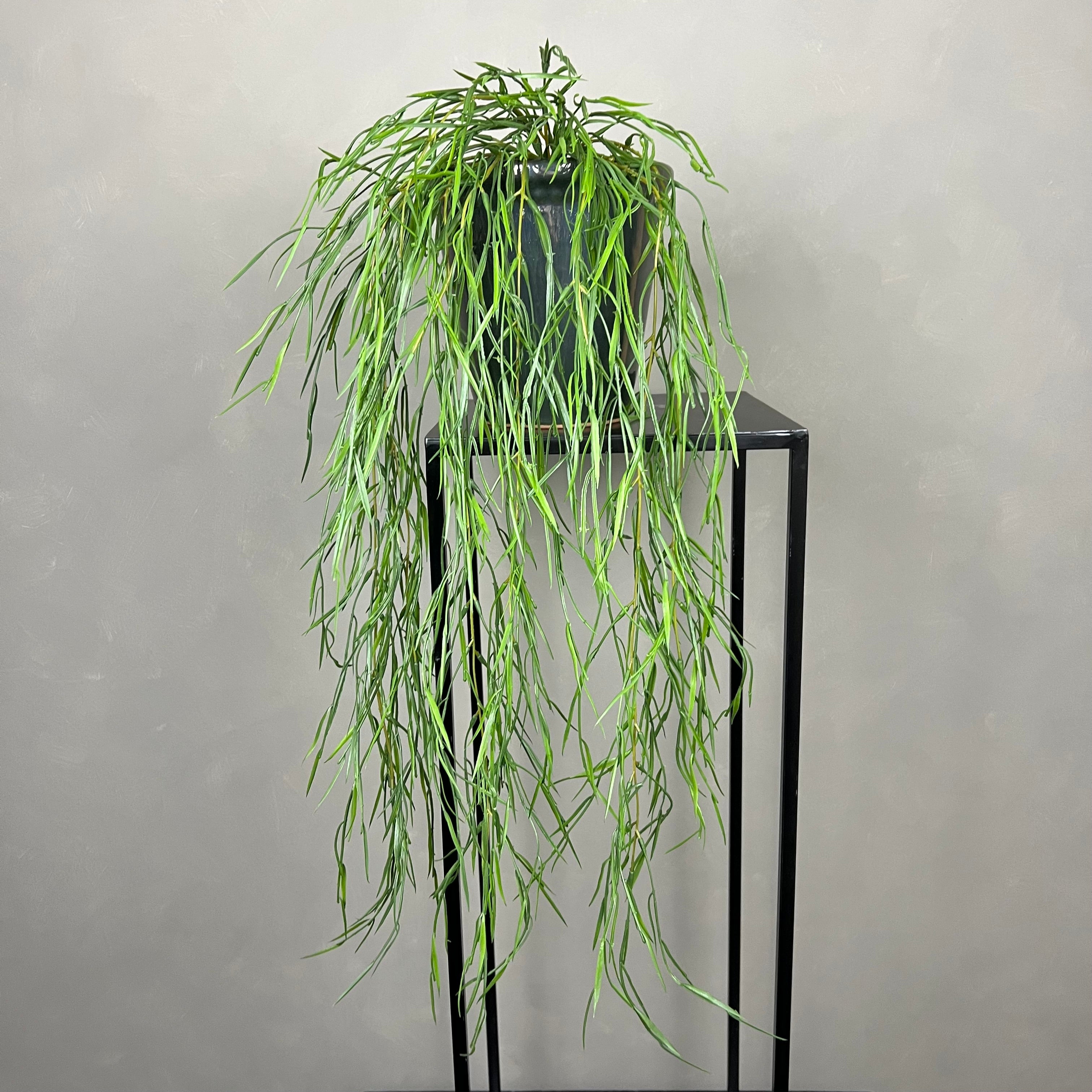 Rhipsalis Smalbladet