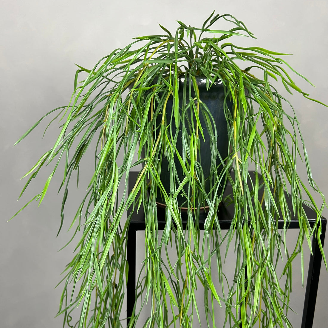 Rhipsalis Smalbladet