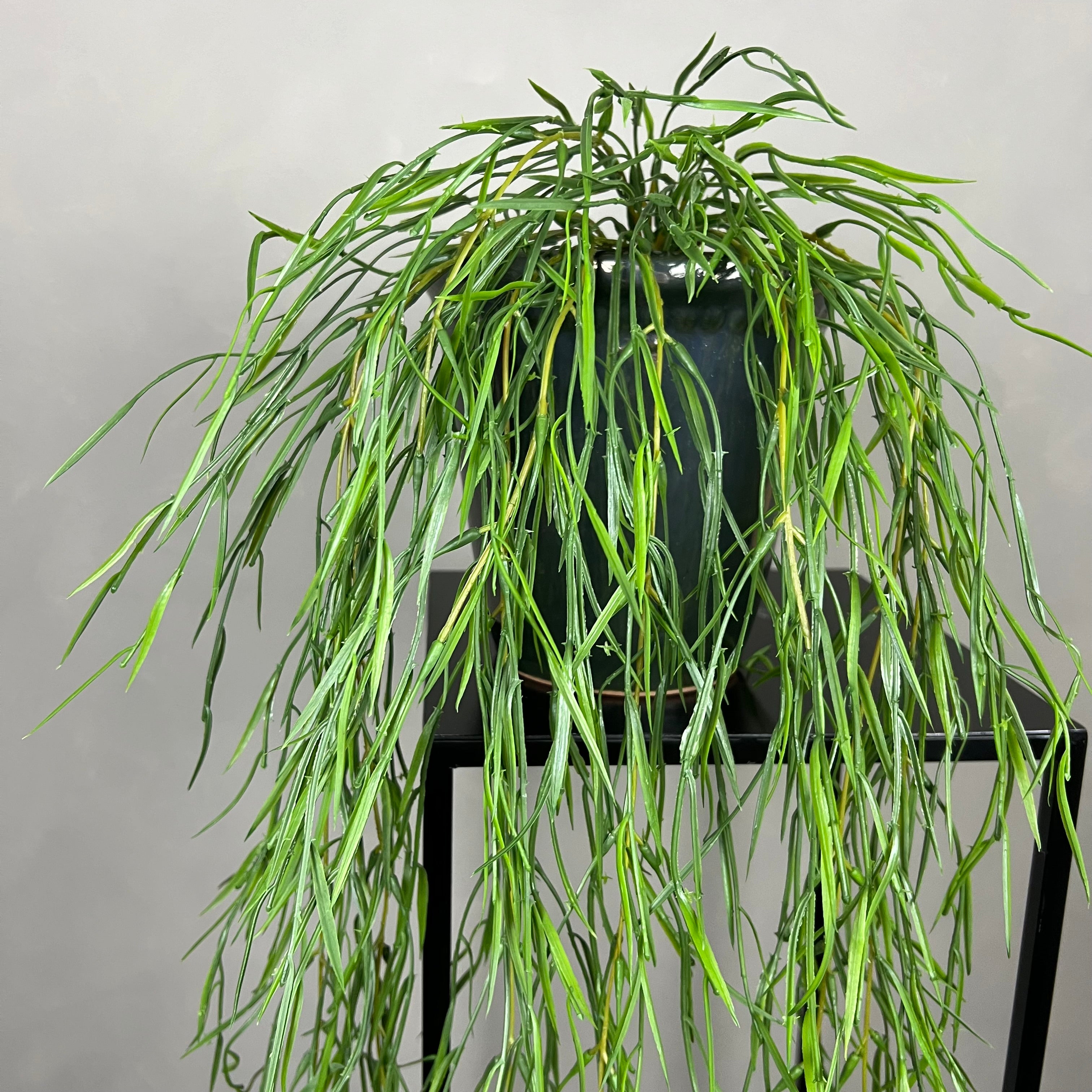 Rhipsalis Smalbladet