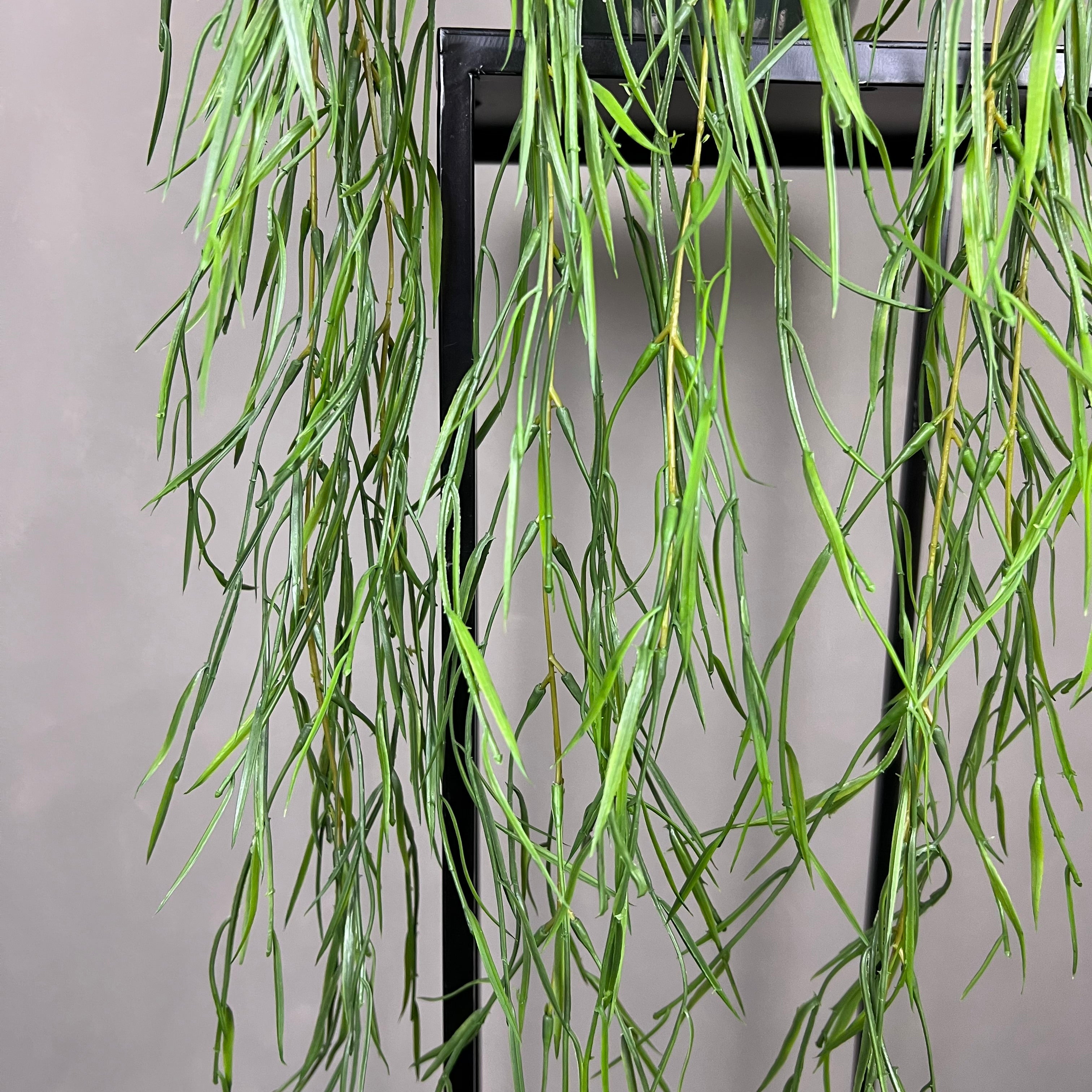 Rhipsalis Smalbladet