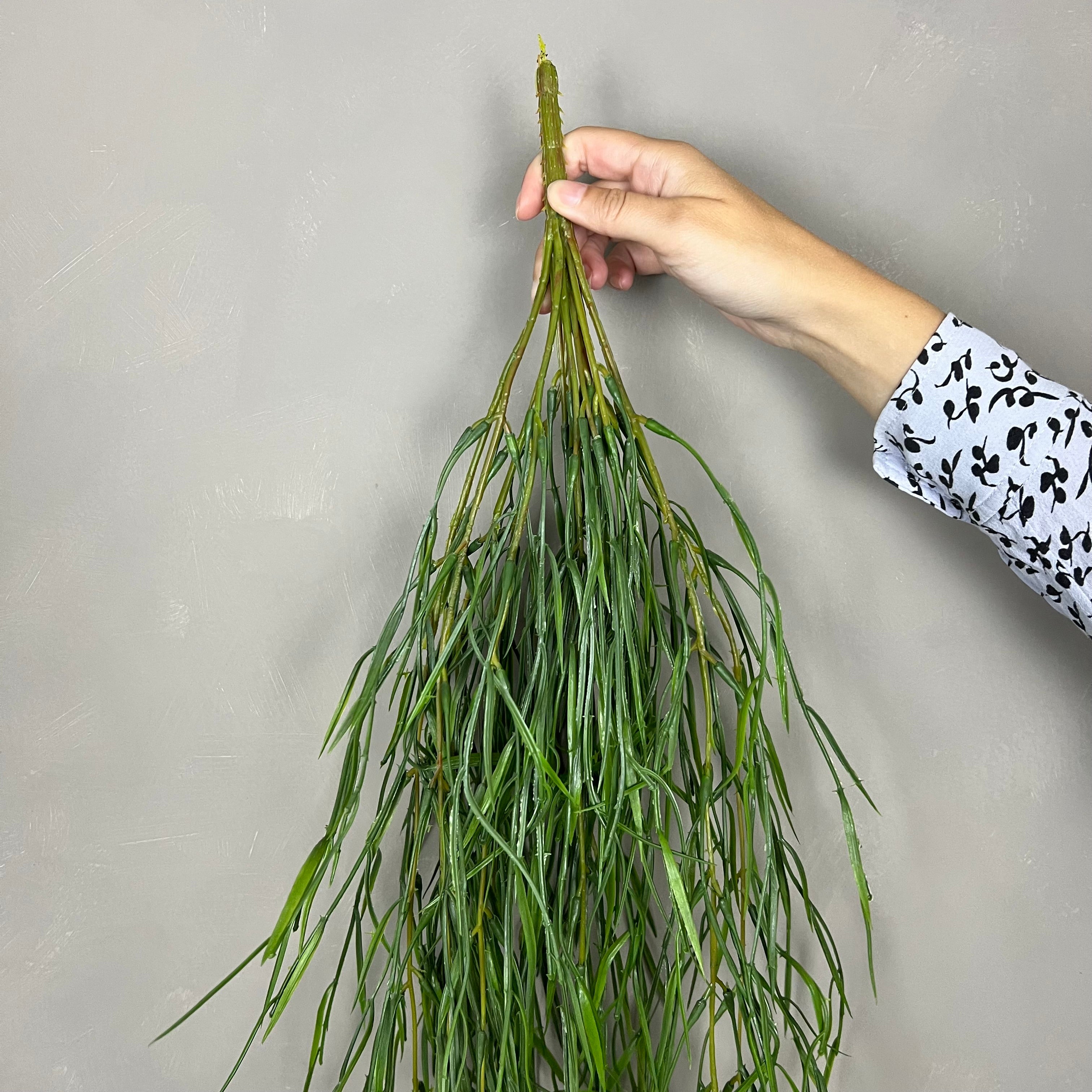 Rhipsalis Smalbladet