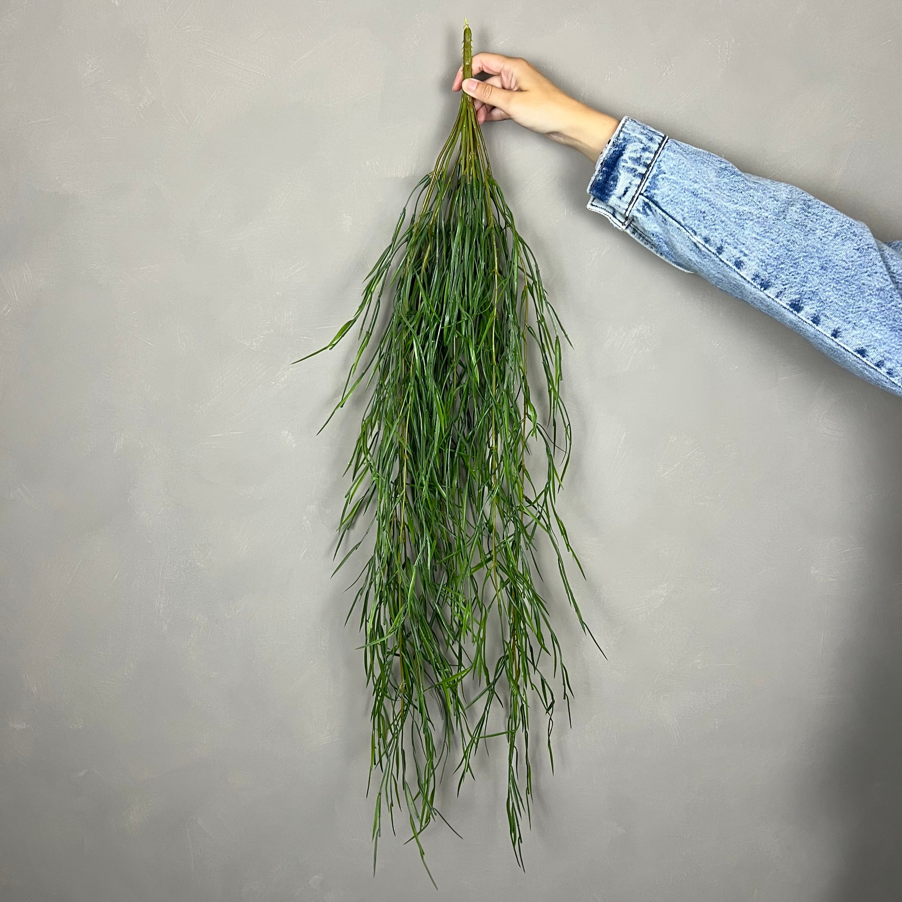 Rhipsalis Smalbladet