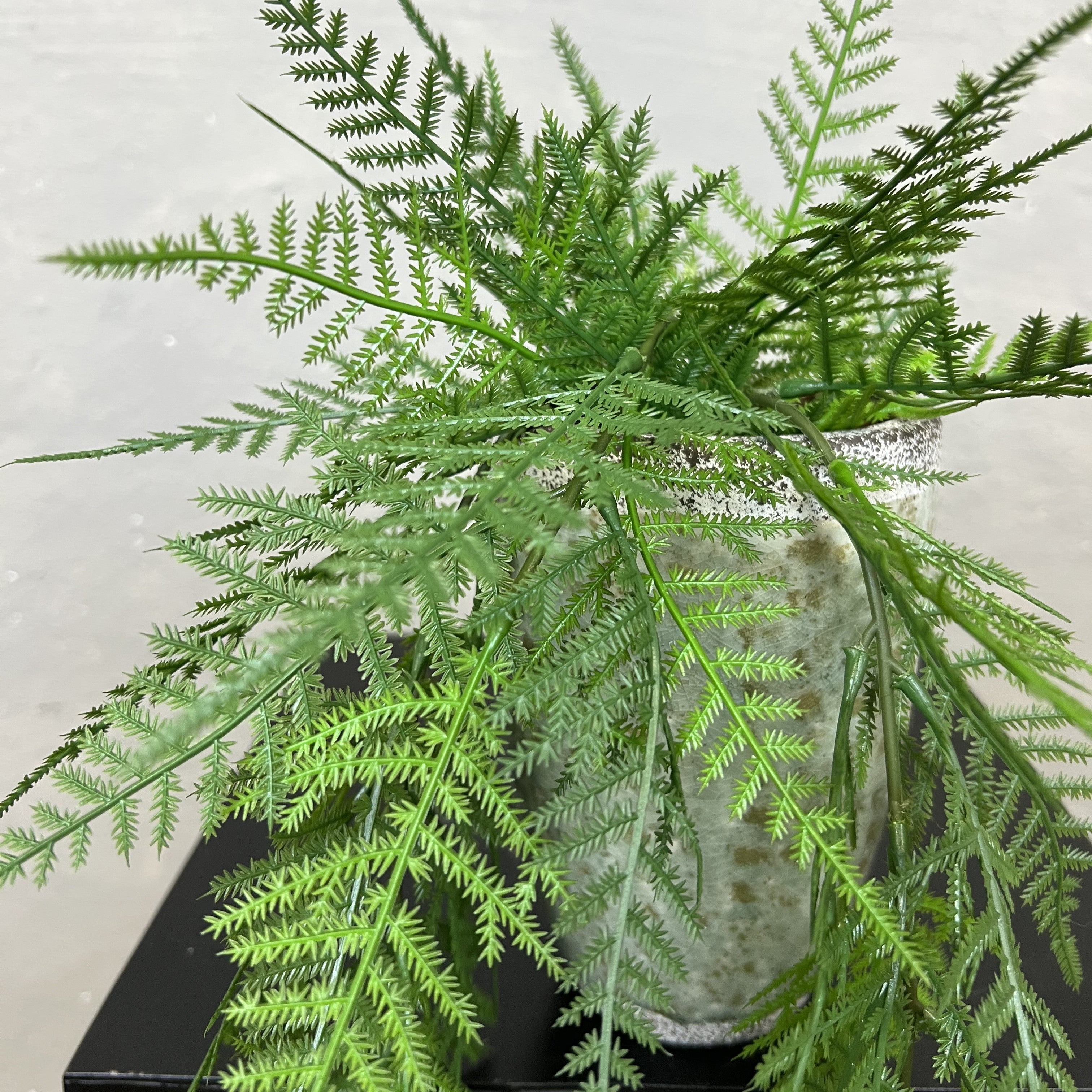 Mini Hænge Aspargus