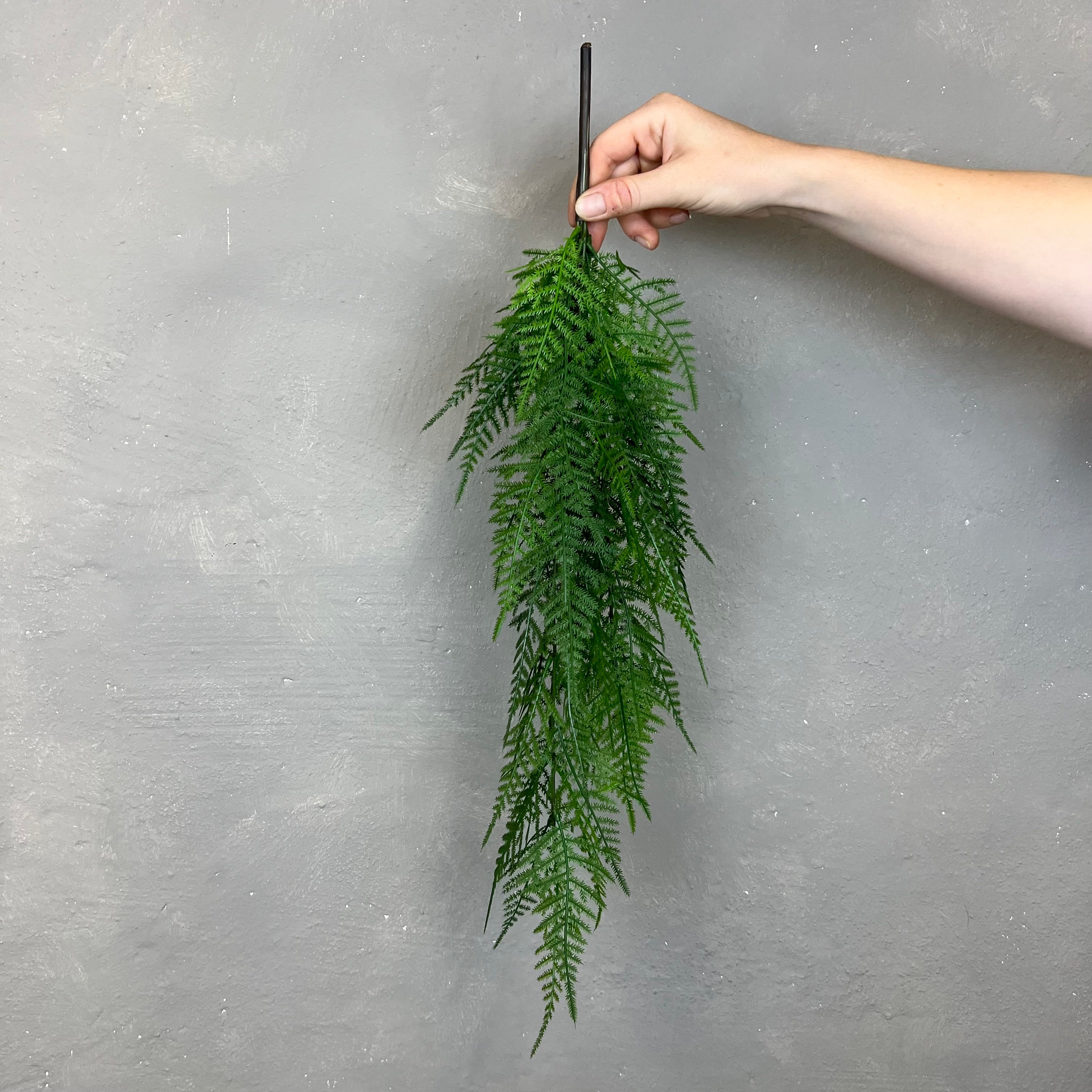 Mini Hænge Aspargus