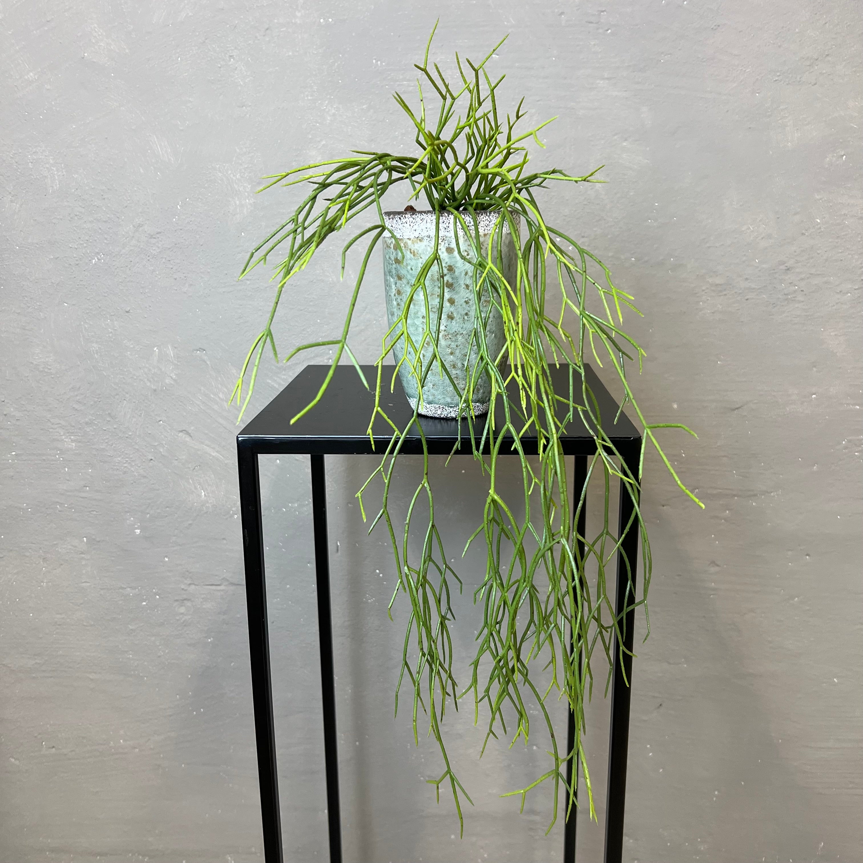 Rhipsalis Rund Stængel