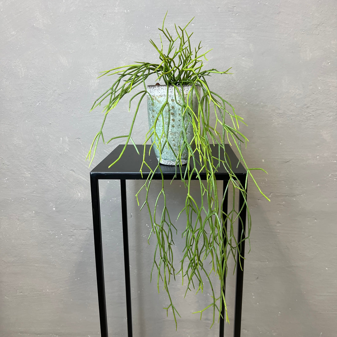 Rhipsalis Rund Stængel