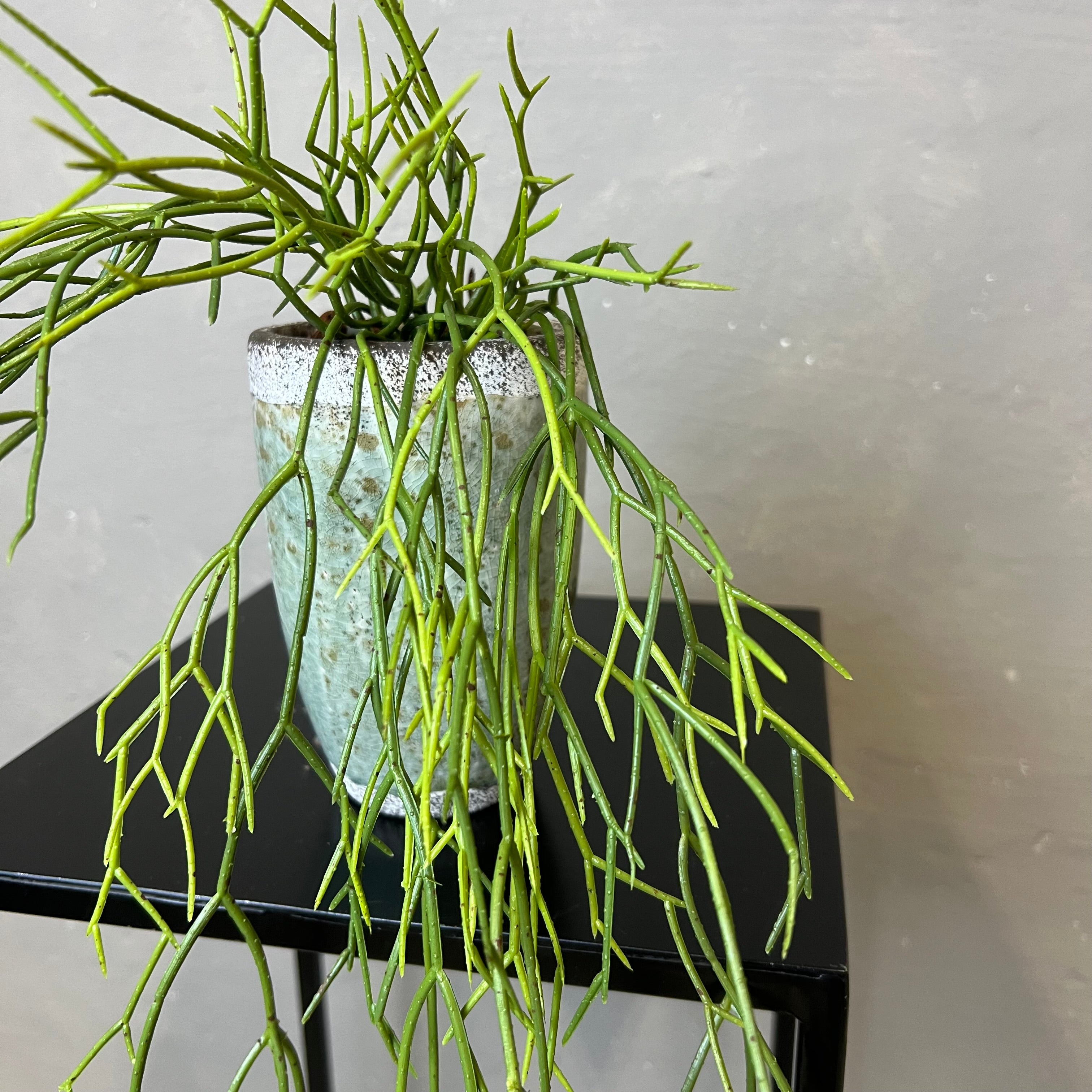 Rhipsalis Rund Stængel