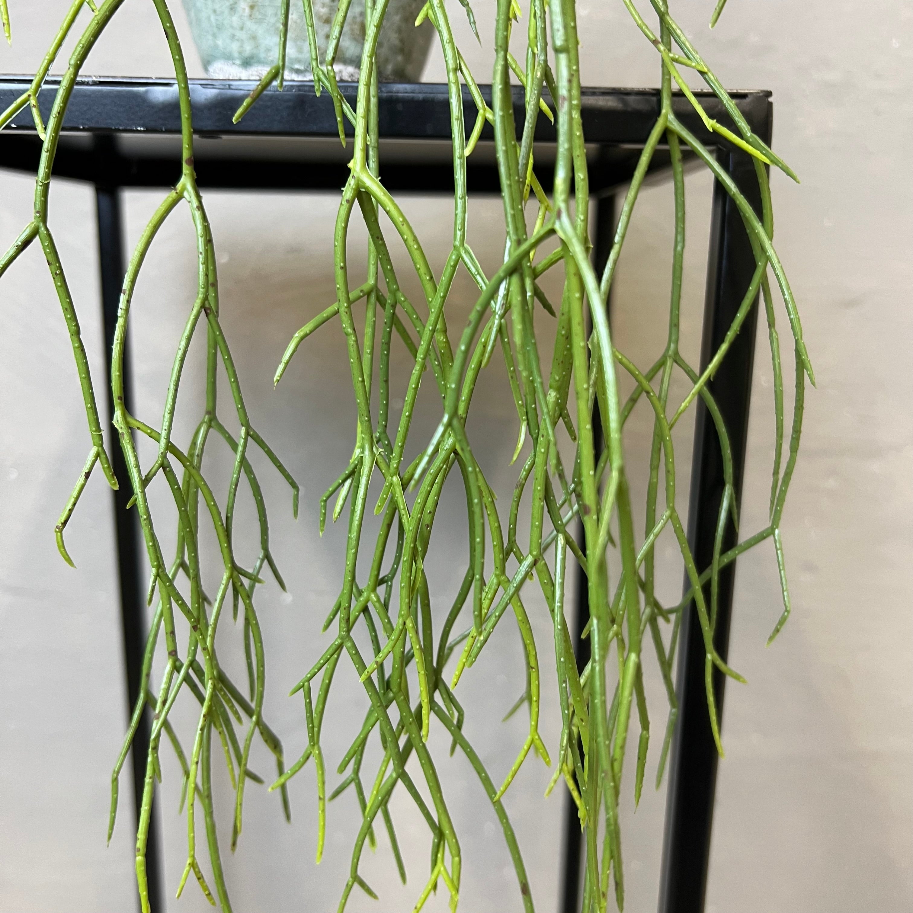 Rhipsalis Rund Stængel