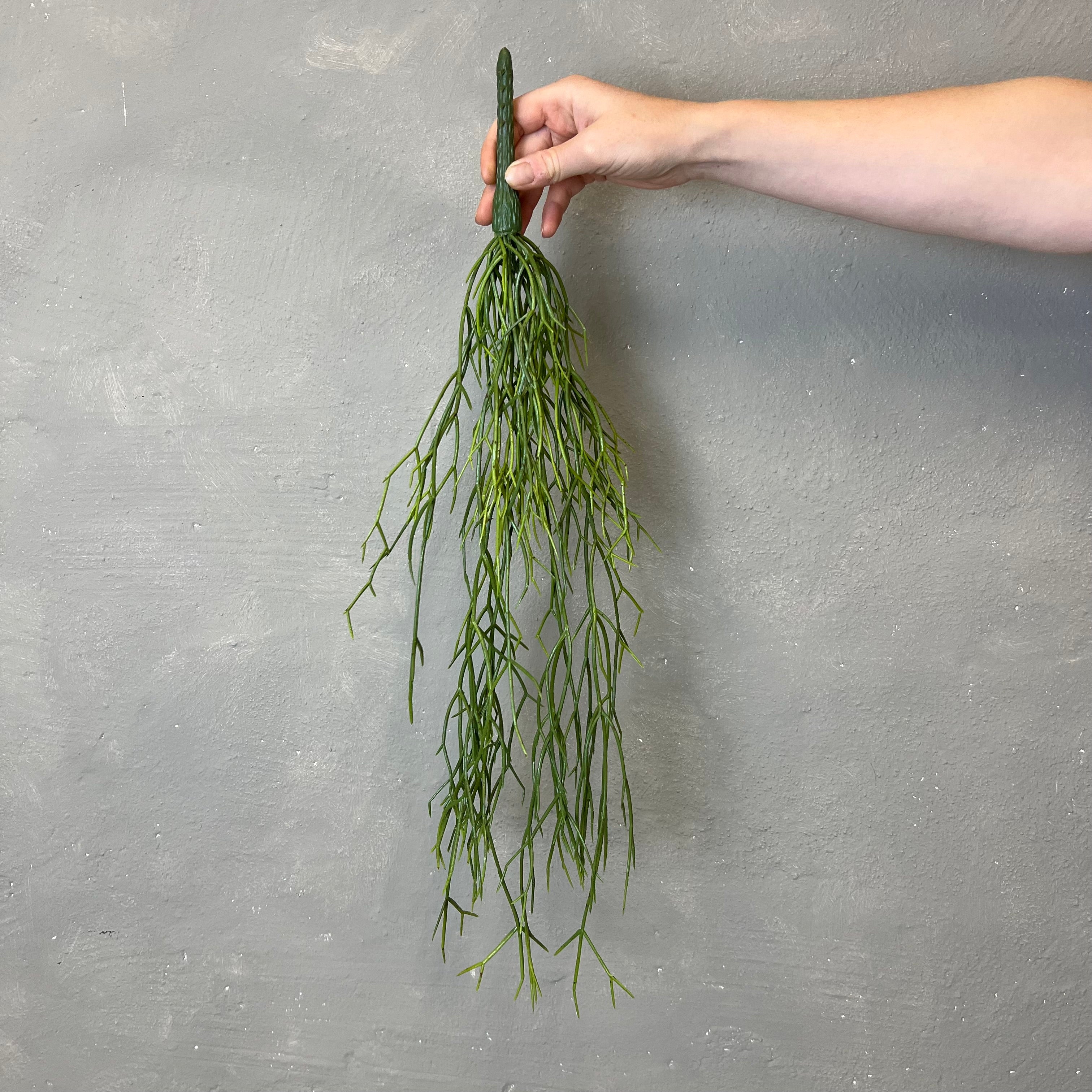 Rhipsalis Rund Stængel