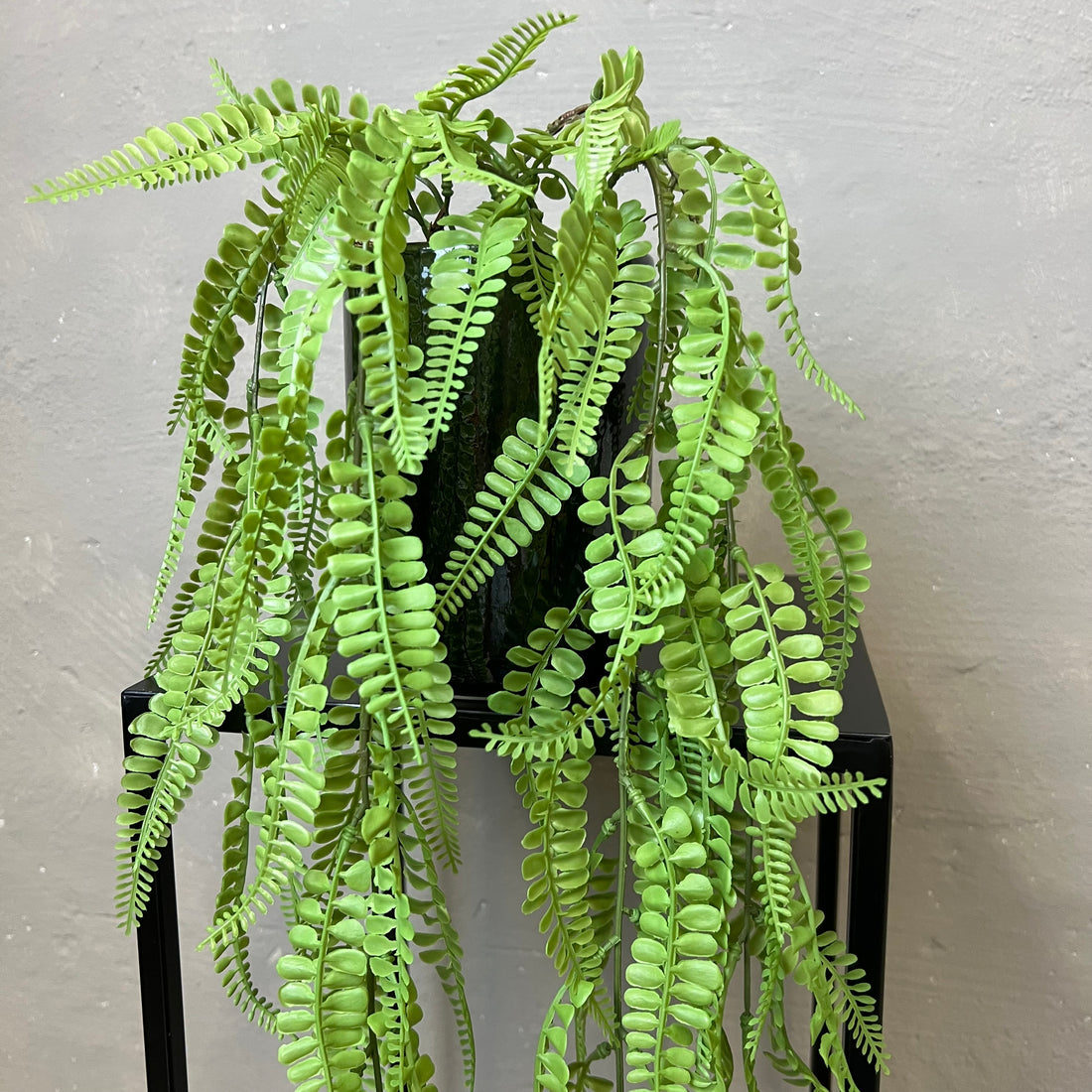 Adiantum Hængebregne