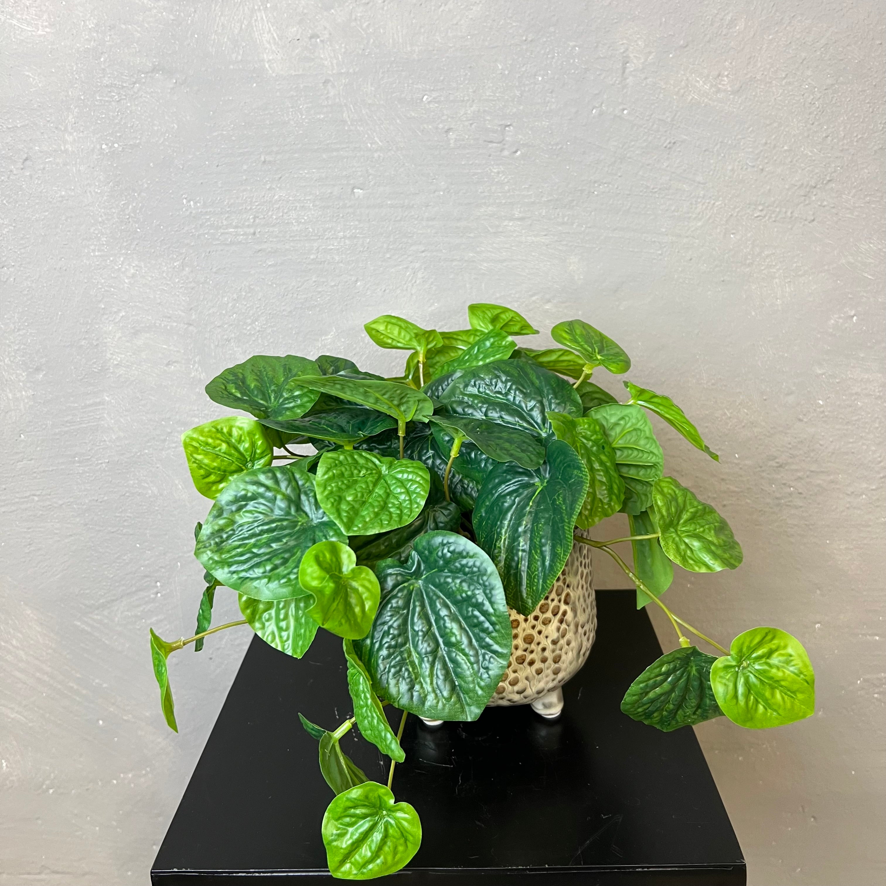 Peperomia