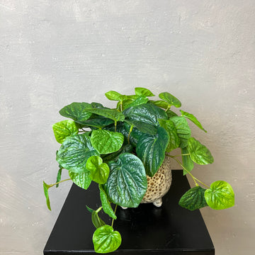 Peperomia