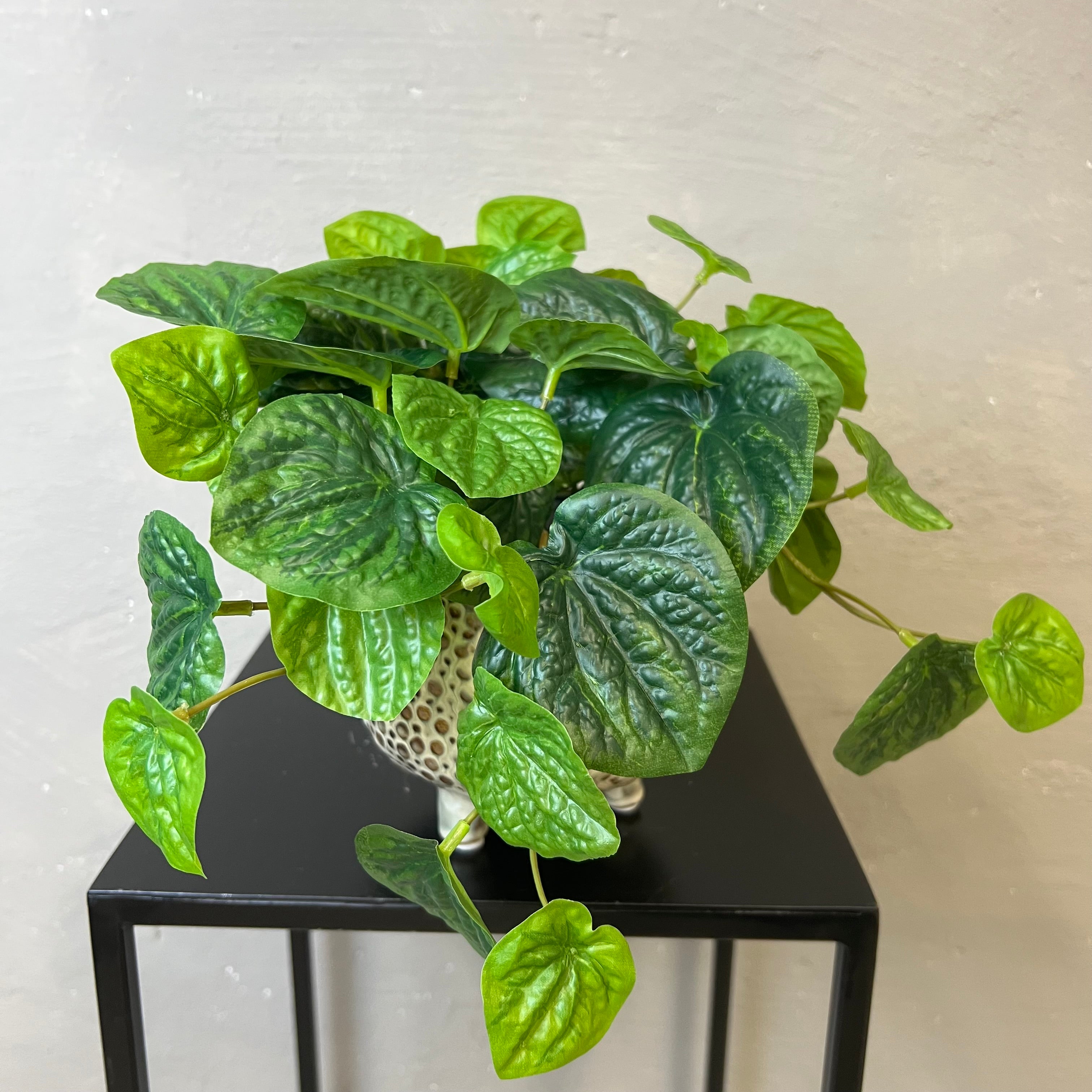 Peperomia