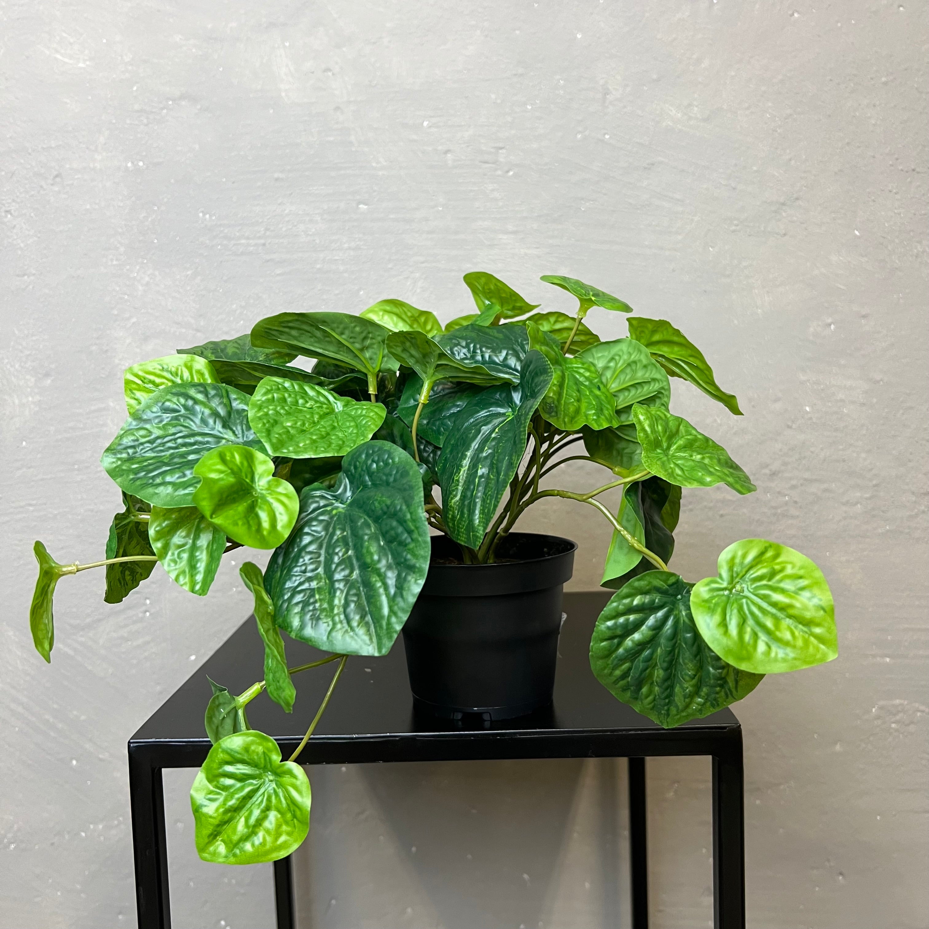 Peperomia
