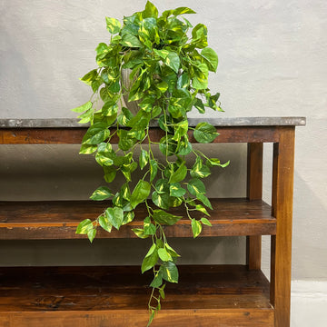 Lang Broget Guldranke