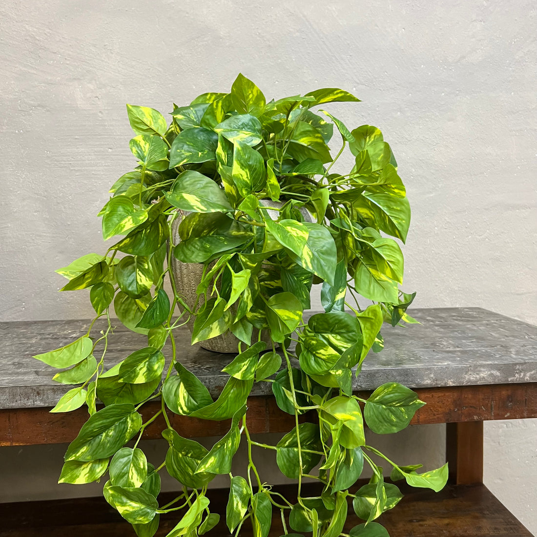 Lang Broget Guldranke