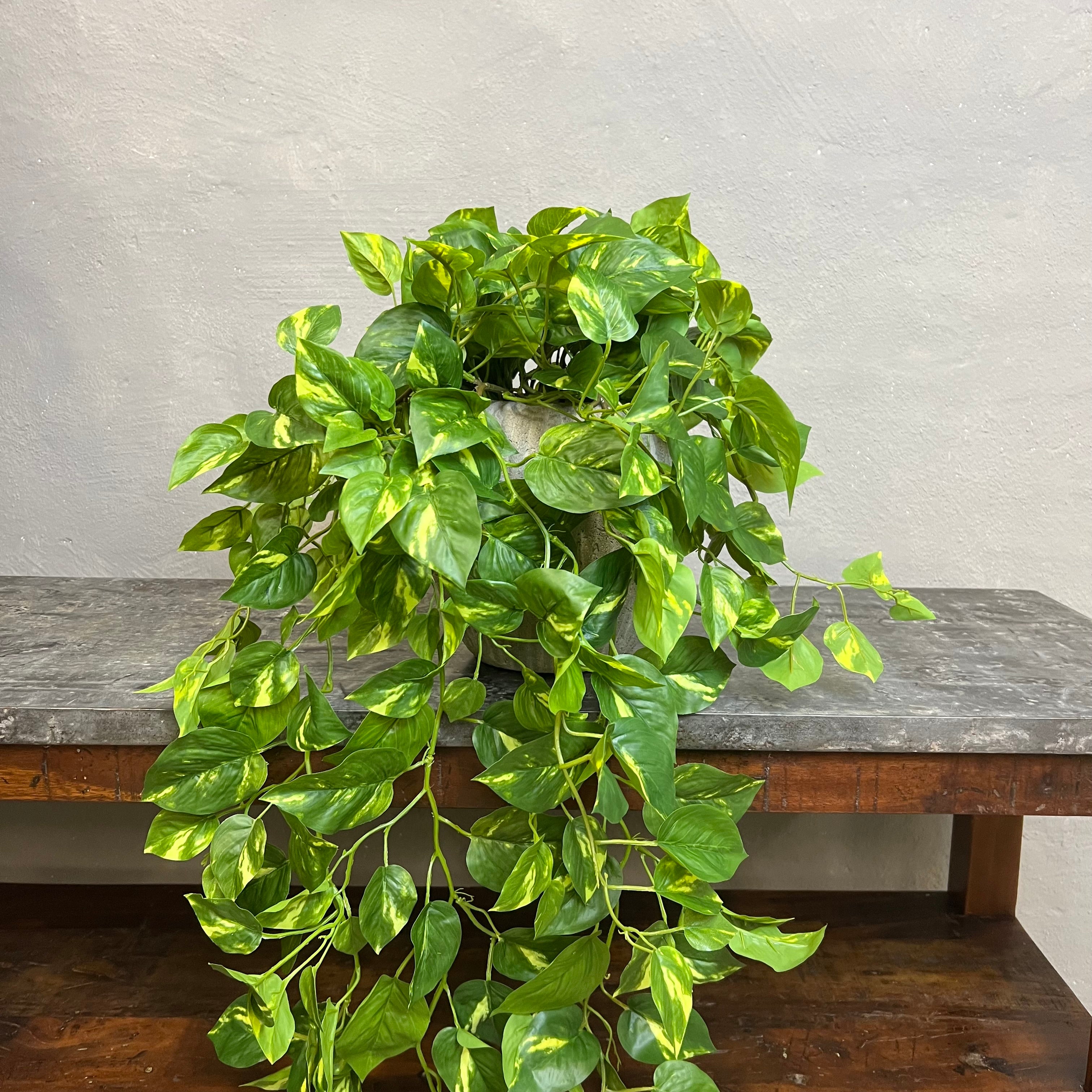 Lang Broget Guldranke