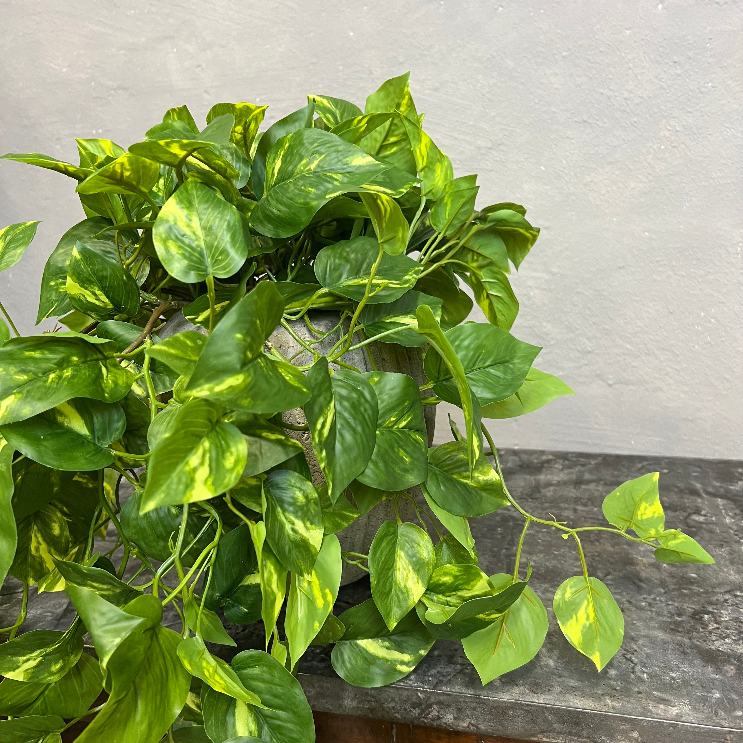 Lang Broget Guldranke