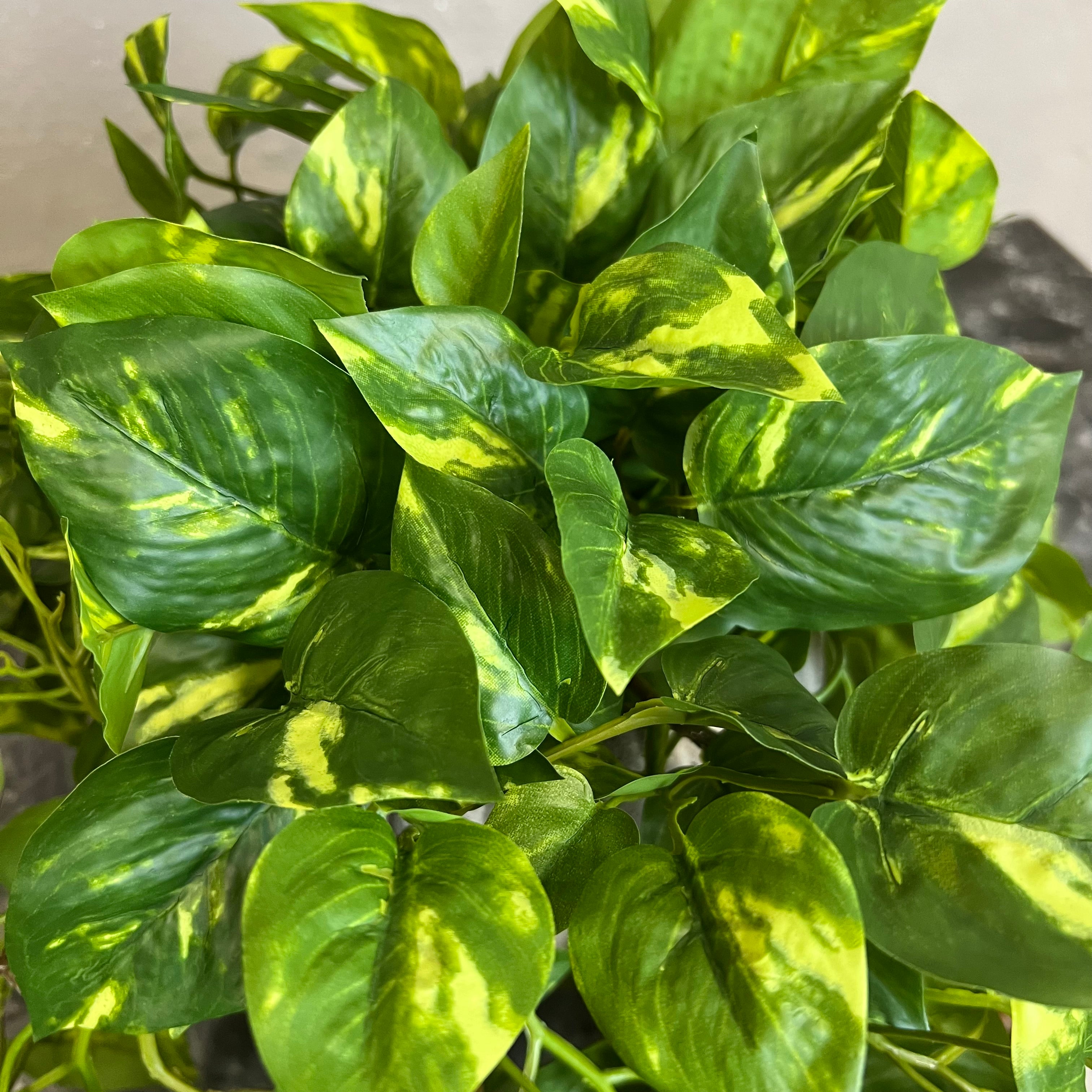 Lang Broget Guldranke