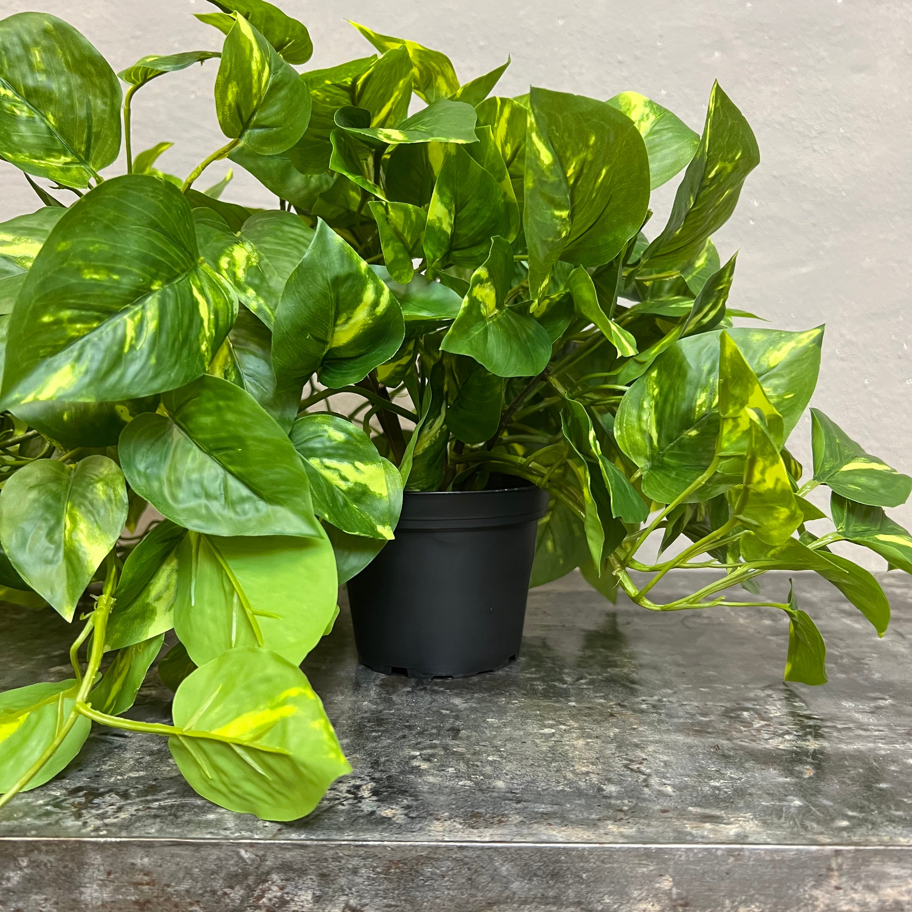 Lang Broget Guldranke